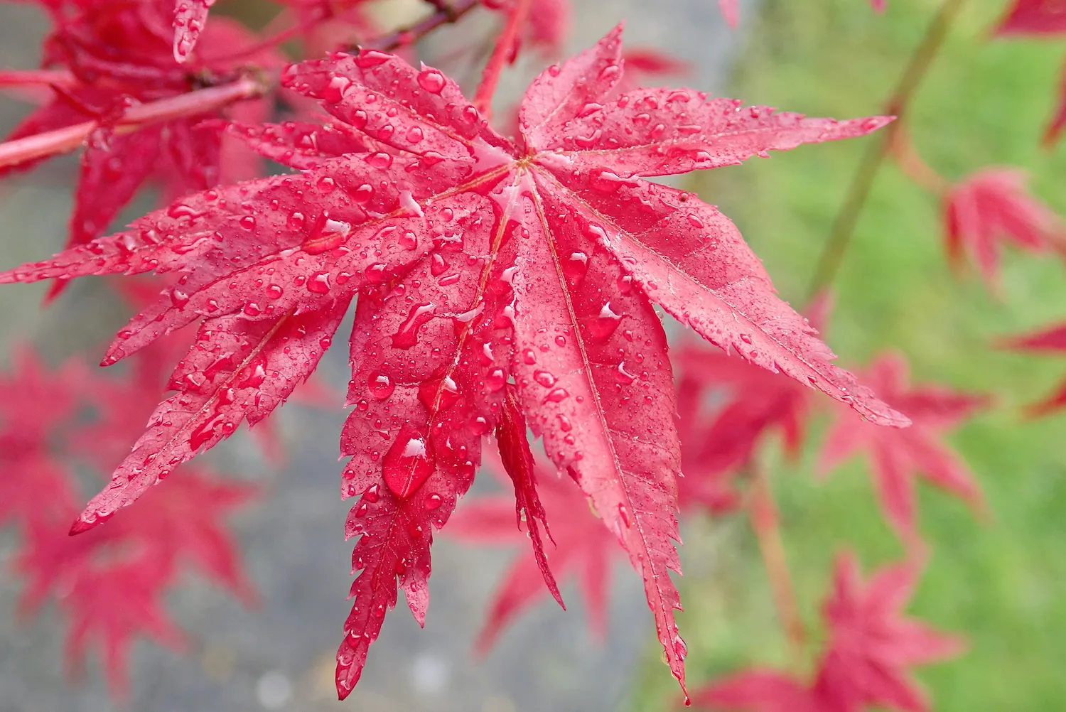 Osakazuki Japanese maple