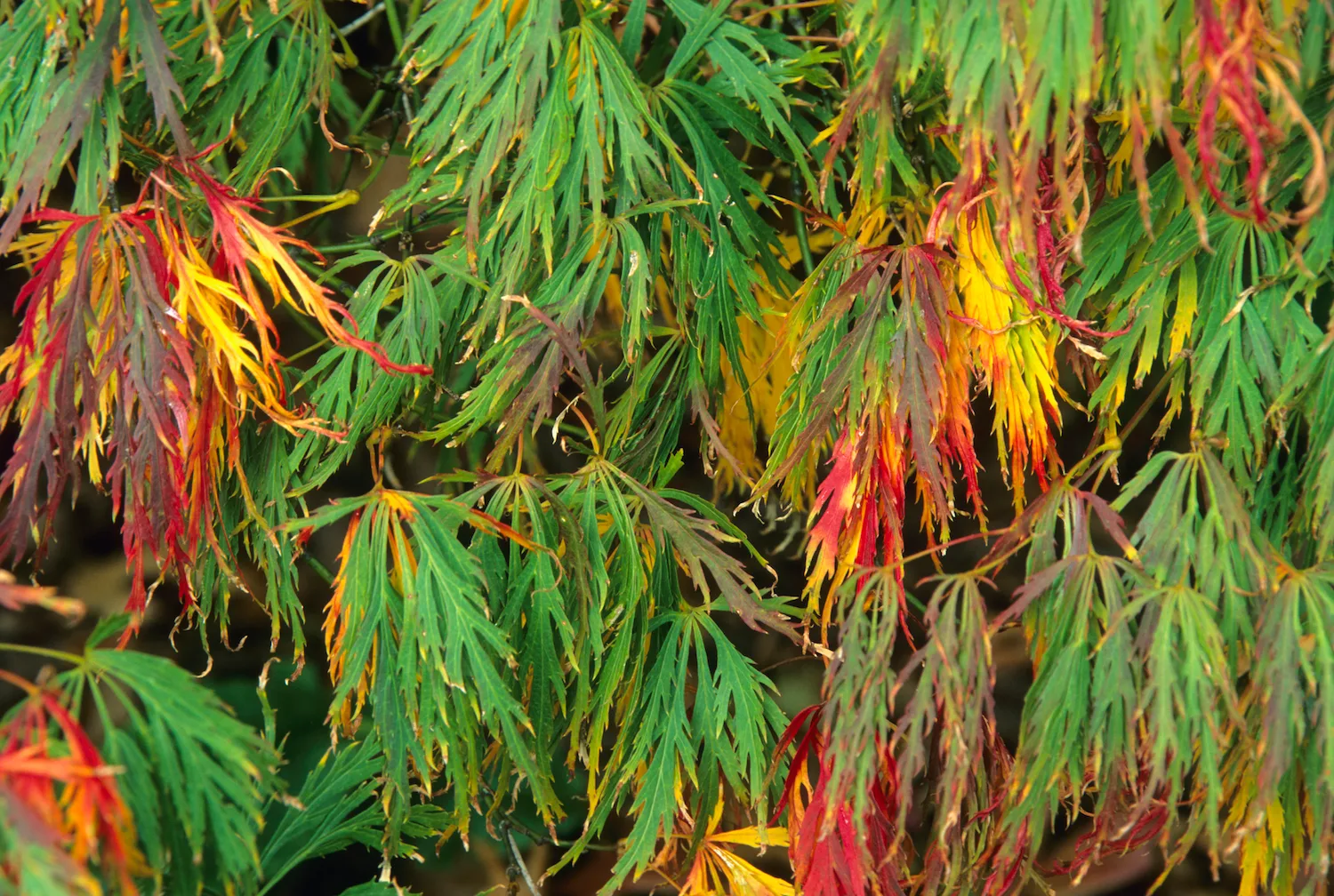 Acer Palmatum dissectum - Red Dragon maple
