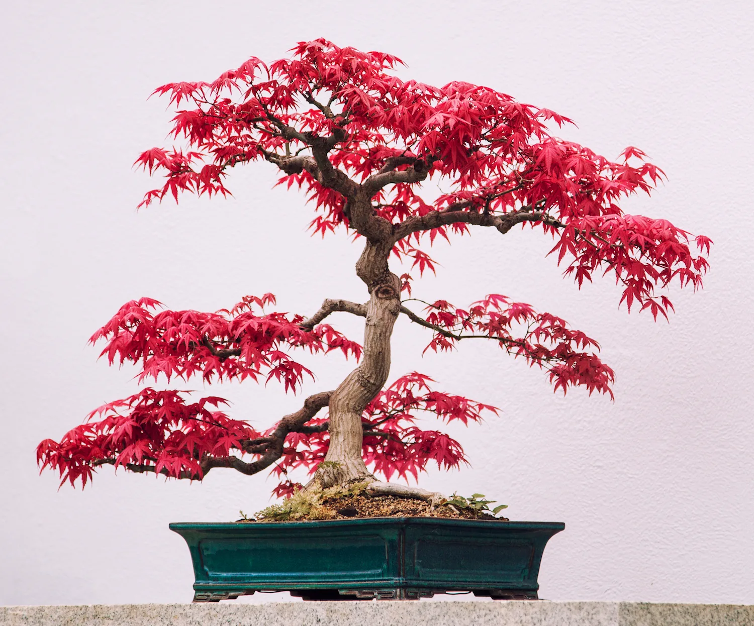 Dwarf weeping maple