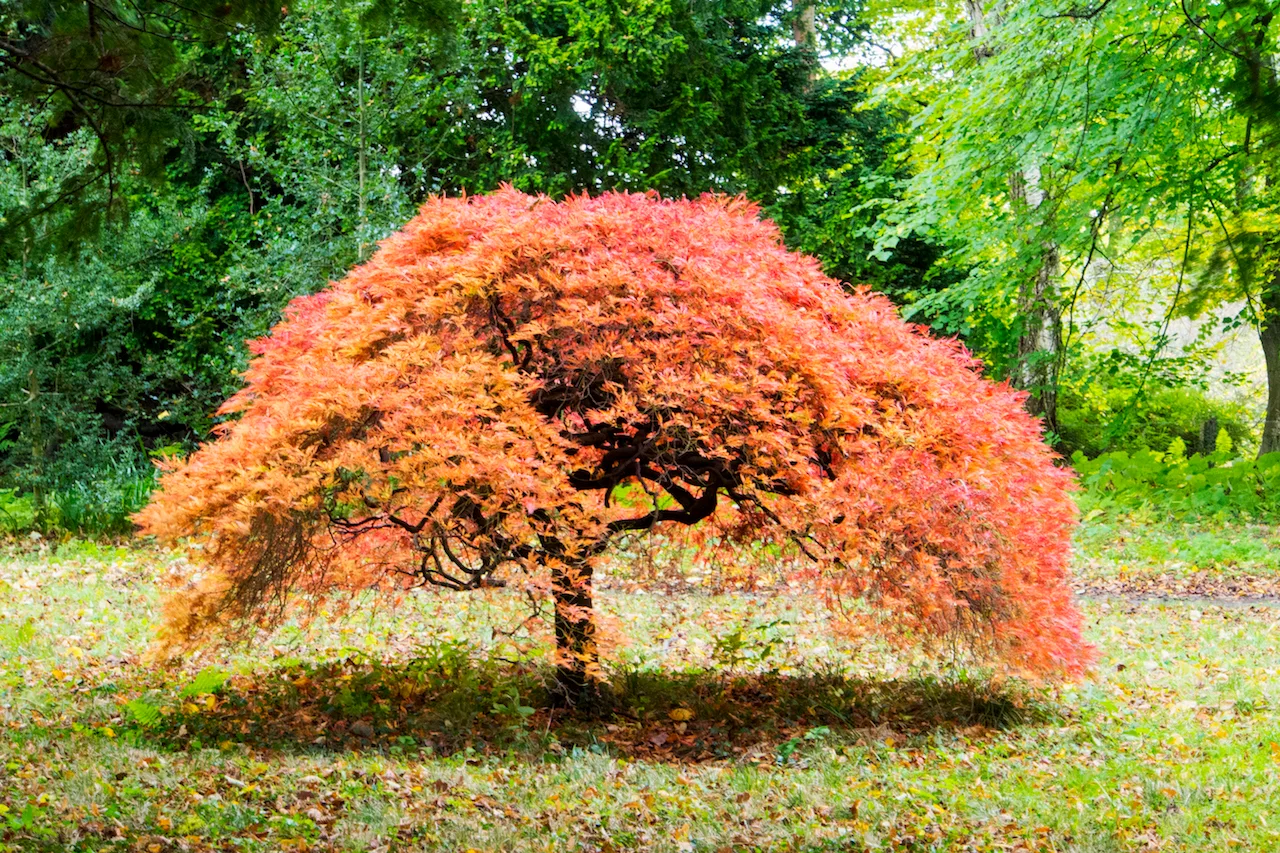 Seiryu Japanese maple tree