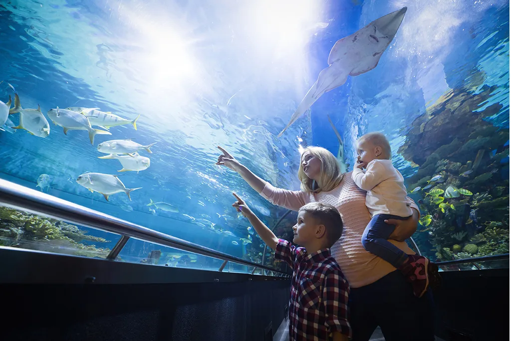 Take a dive into the underwater world for some ocean and sea life magic!