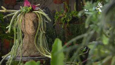 Ivy alley walk-around