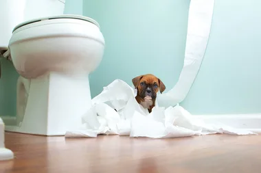 puppy sitting in toilet paper