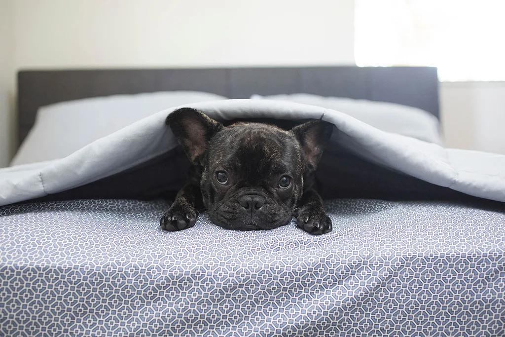 puppy hiding under blanket
