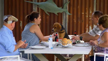 Table jumping beagle