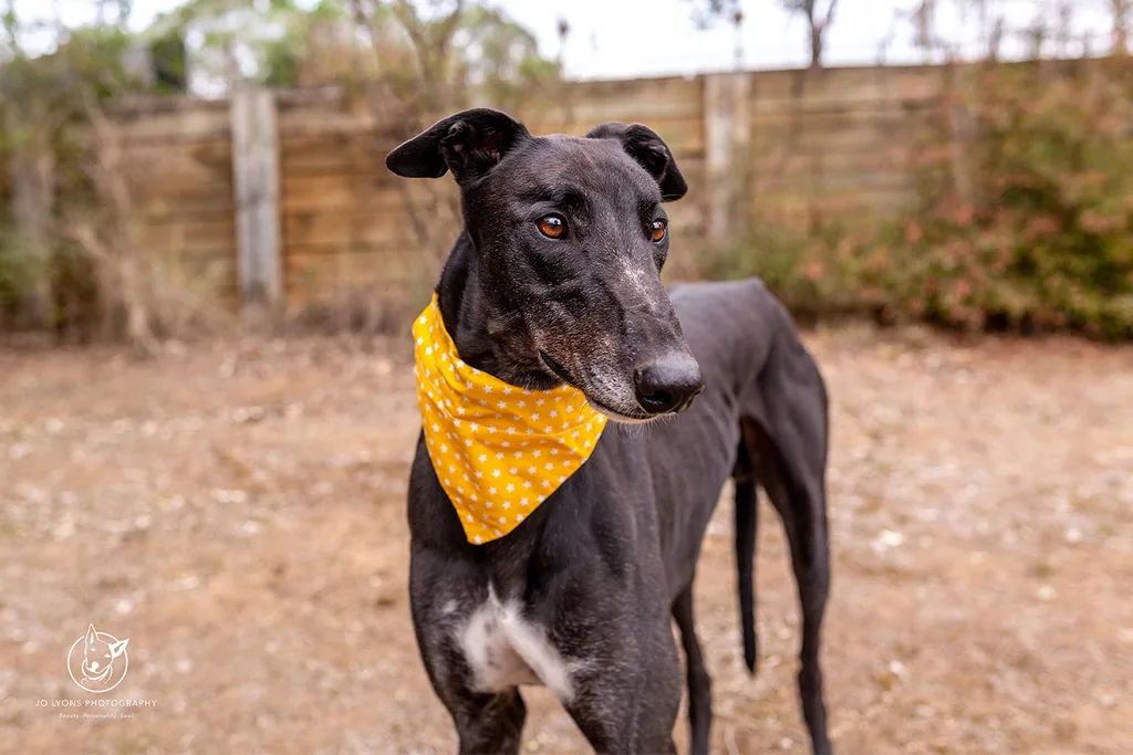 Black greyhound with yellow scarf
