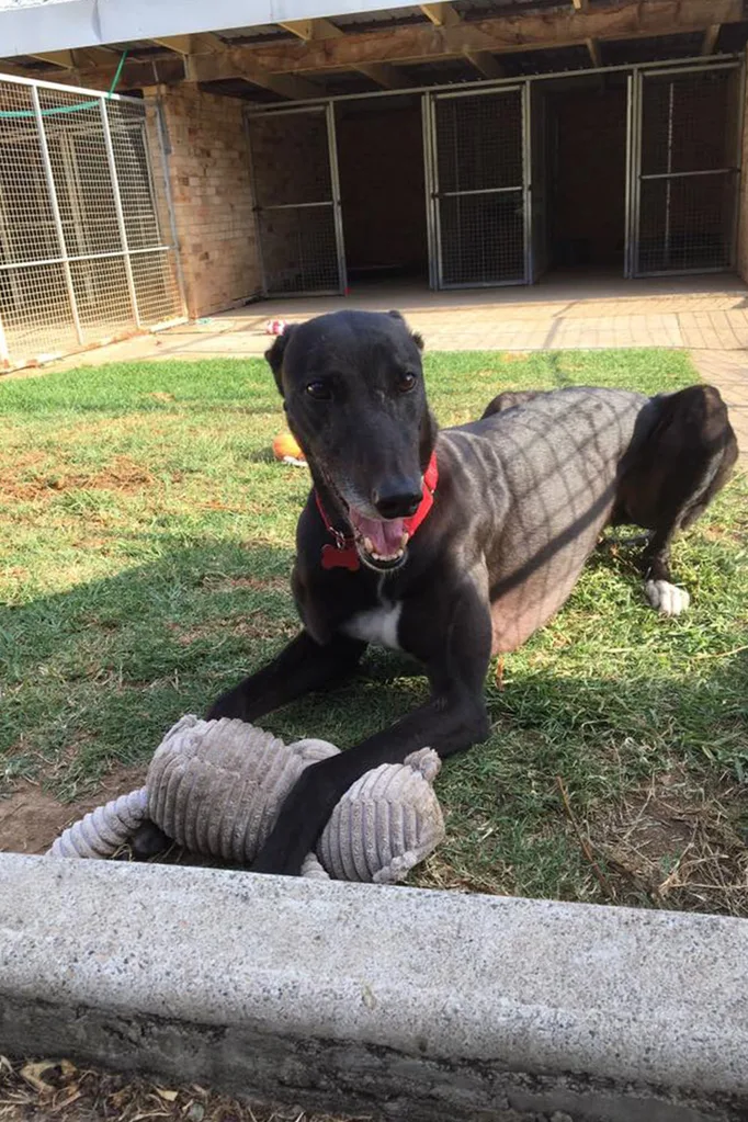 Black greyhound wearing a red collar