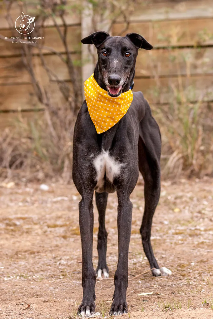 Black greyhound wearing a yellow scarf