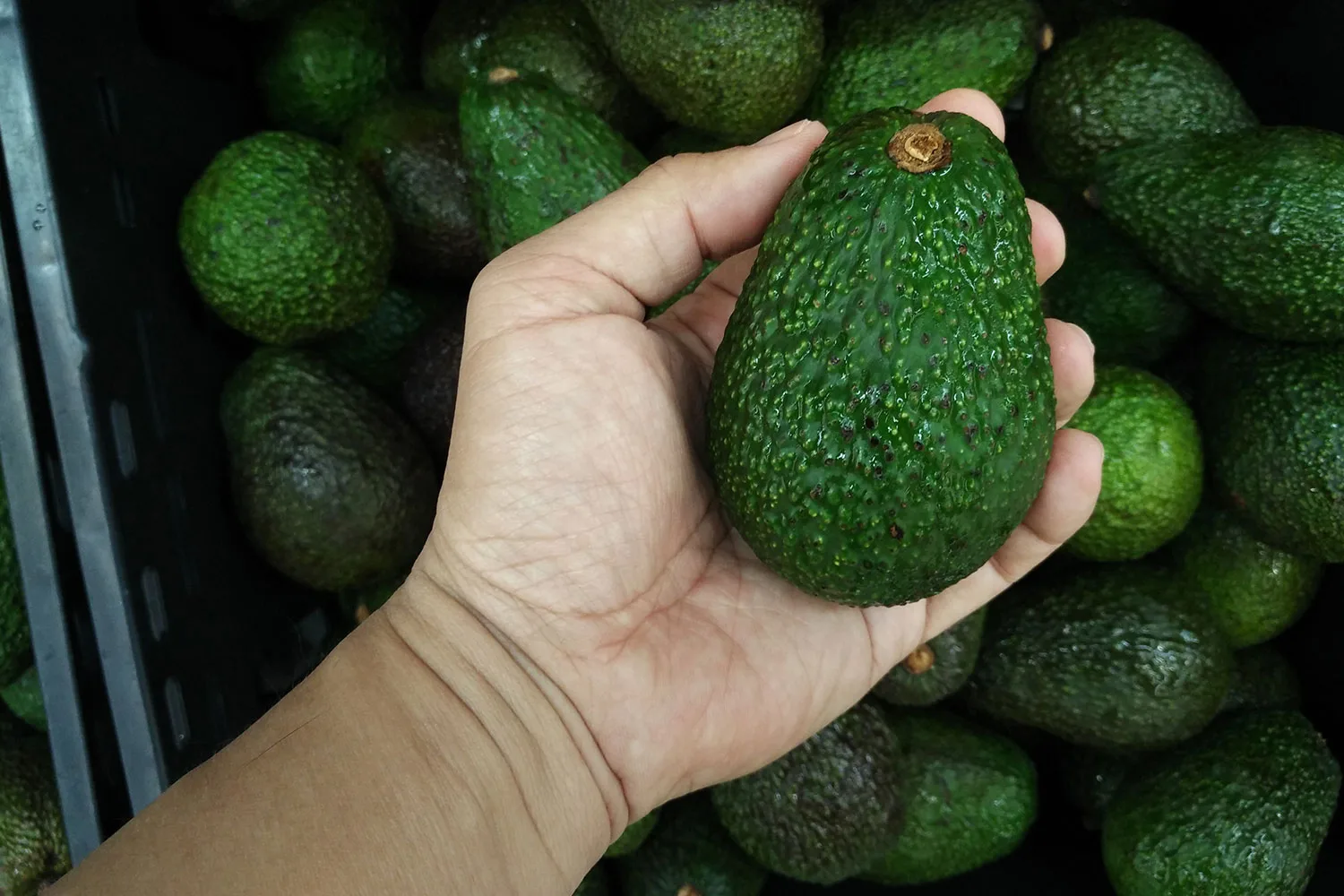 Hand holding avocado