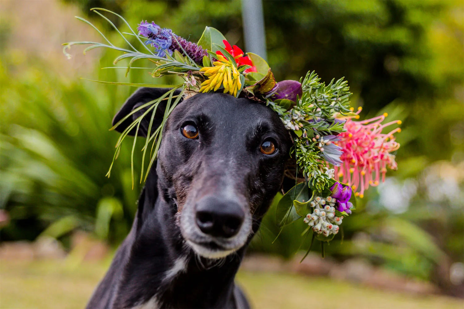 Why you should adopt a greyhound in April