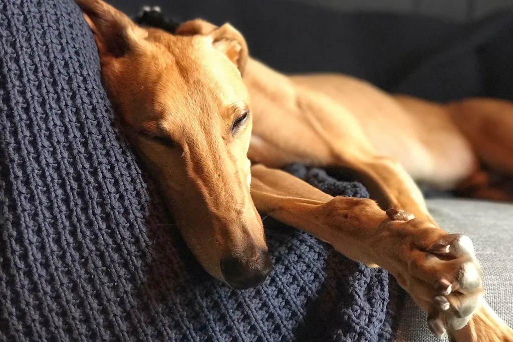 Greyhound sleeping