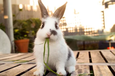 2 reasons why you shouldn’t bury a pet in the backyard