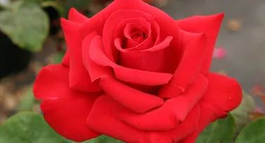 Exclusive roses for you