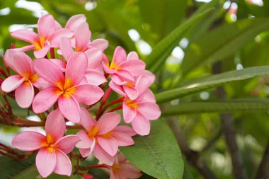 Garden Better Episode one: The late summer garden