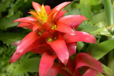 Garden Better Episode two: The early autumn garden