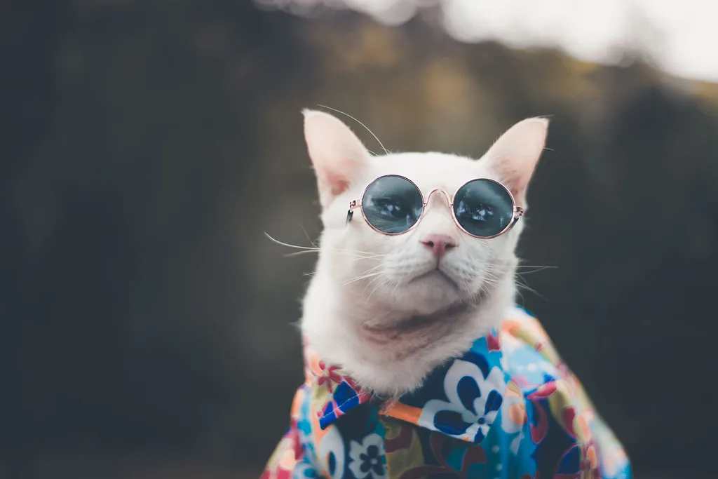 cat wearing sunglasses