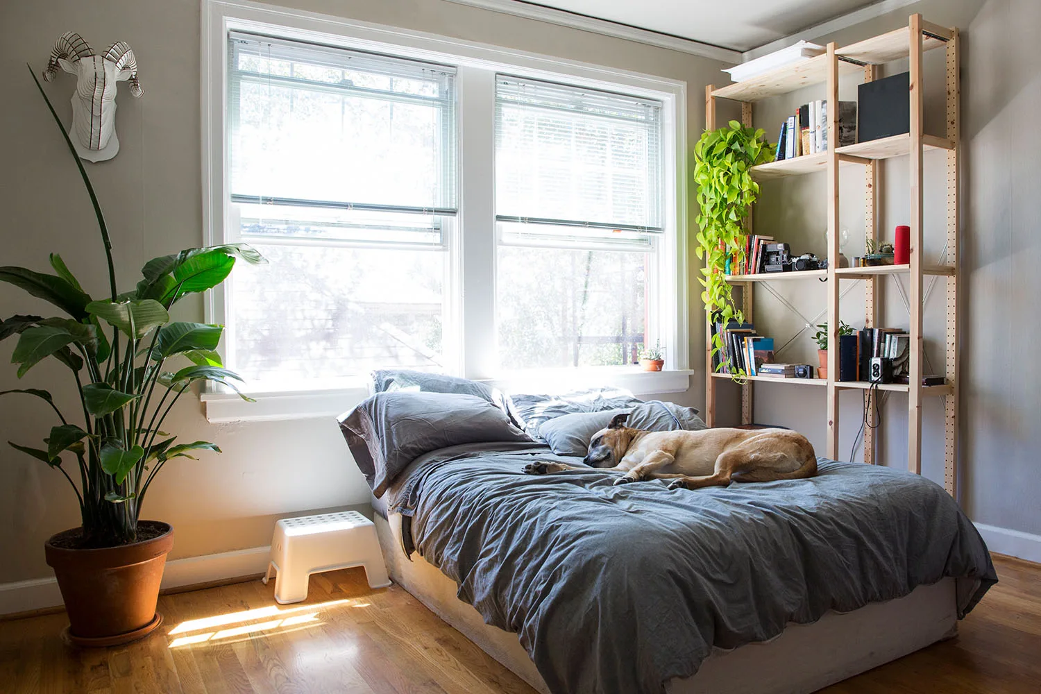 bedroom with indoor plant and bookshelf