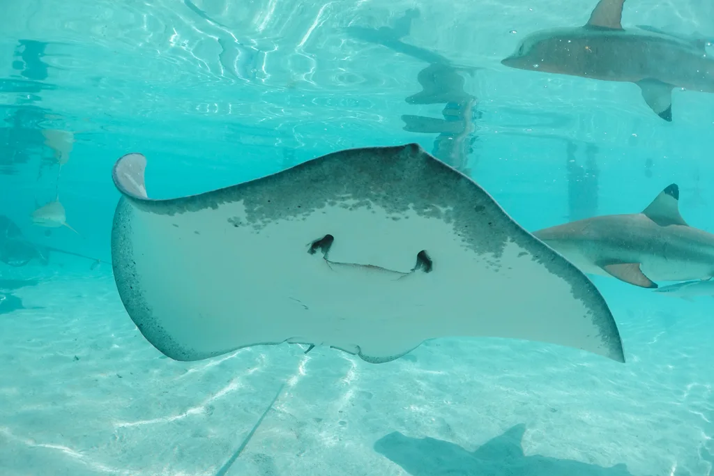 Mantas in Tahiti