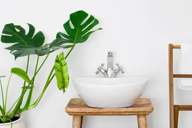 Seven of the best bathroom plants