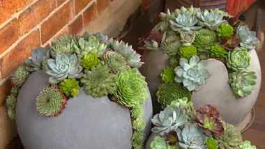 Eggplanters