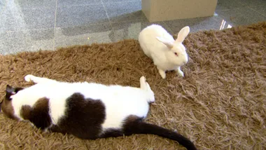 Non bonding bunnies