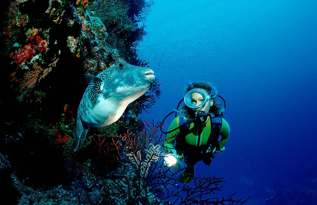 Divine diving near Airlie Beach