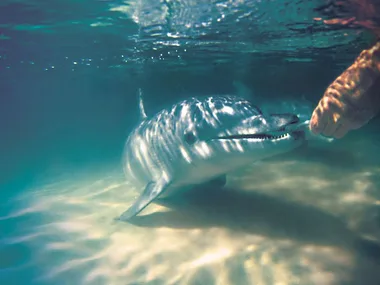 BHG visits: The island that encourages you to feed the dolphins