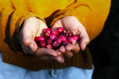 5 edible Australian native plants you can grow at home