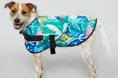 Gorman launches amazing new coats… for dogs