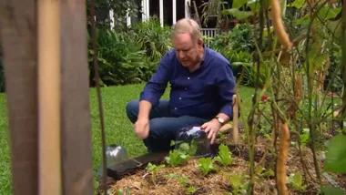 Shortcuts: Seedling protection