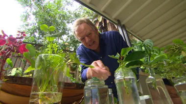 WINDOWSILL PROPAGATING