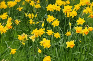 Garden Better Episode five: Autumn trees and spring bulbs