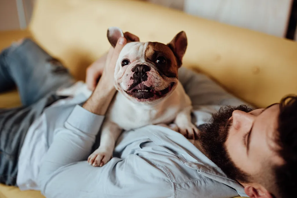 french bull dog sitting on man