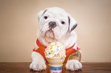 Dog-friendly gelato is here so you can share dessert with your dog