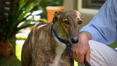 GREYHOUND ADOPTION PROGRAM