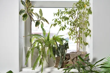 7 of the best trees to grow indoors