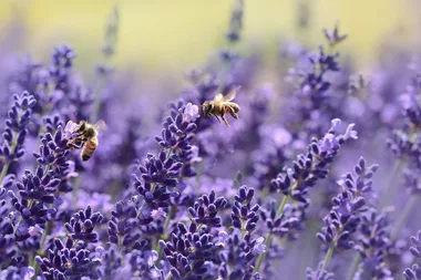 5 ways to add colour to your garden this winter