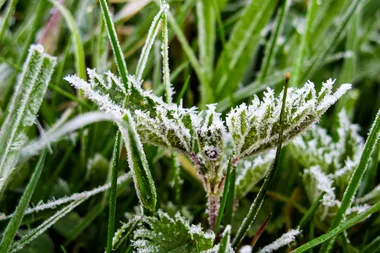 6 winter gardening myths you probably believe