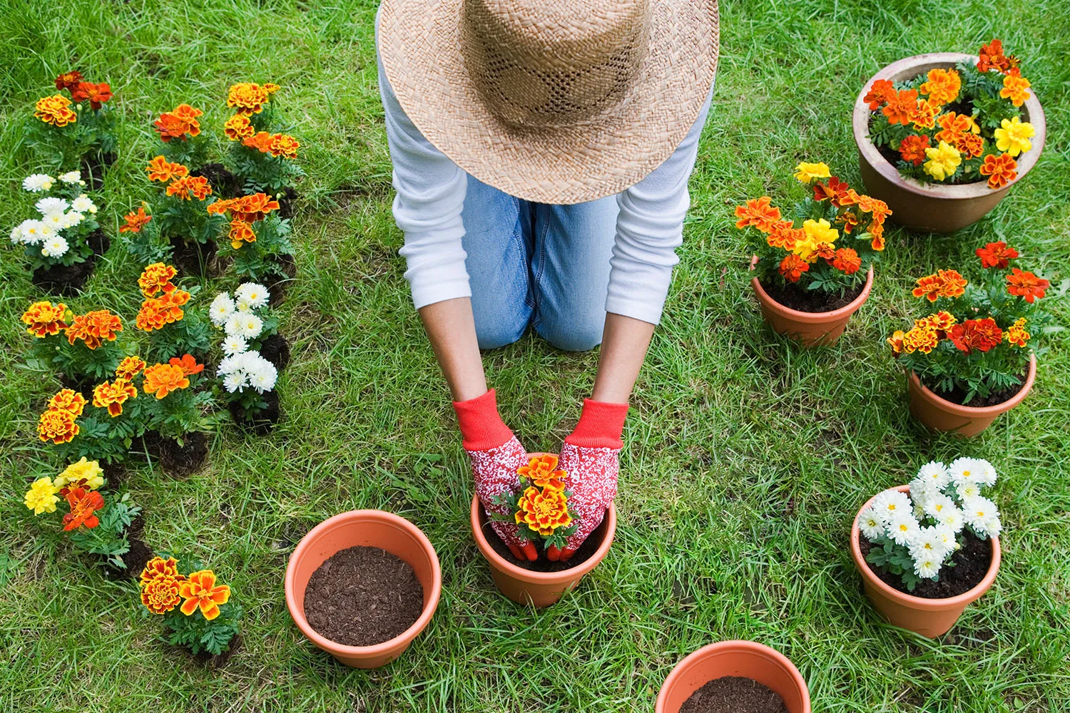 planting flowers in pots