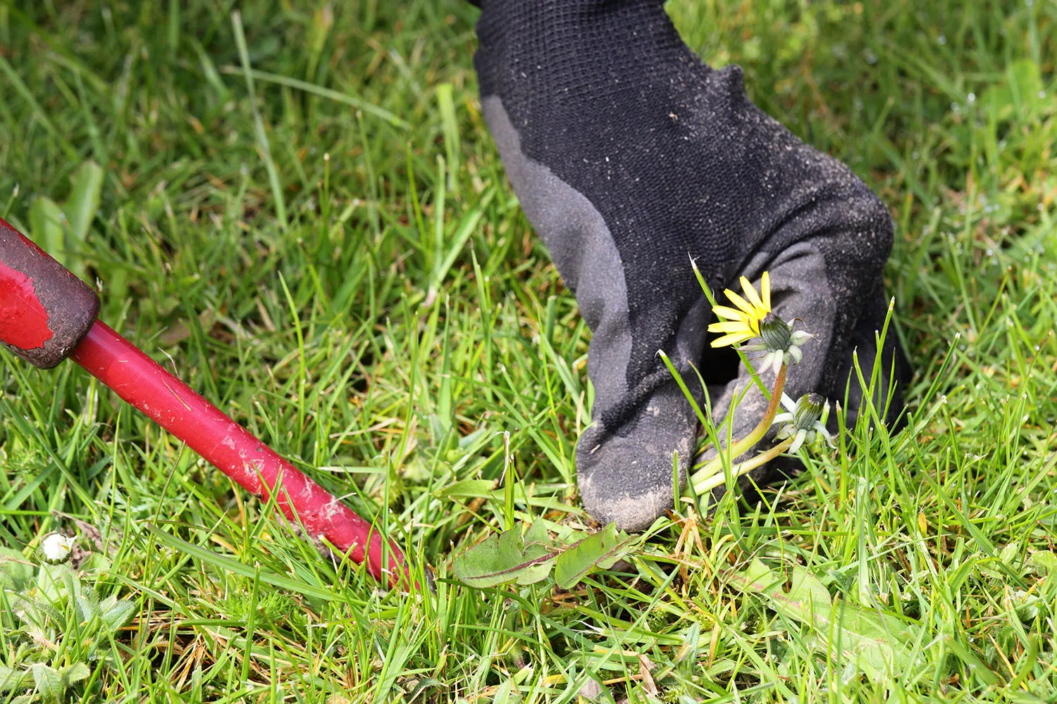pulling weeds