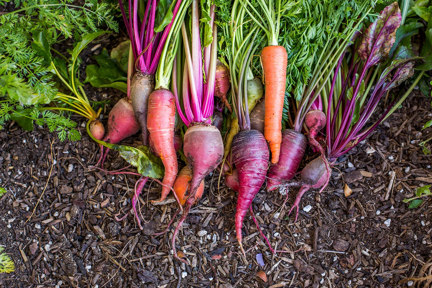 root vegetables