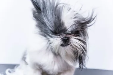 You can now take your precious pet to a salon to get pampered
