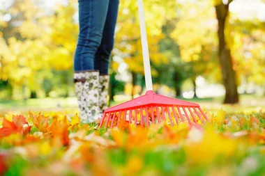 How to turn dead leaves into mulch for your garden