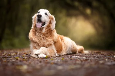 5 reasons why you should consider adopting a senior pet