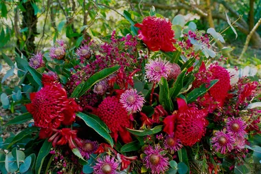 Garden Better Episode six: Winter flowering natives and indoor plants you can’t kill!