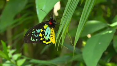 AUSTRALIAN BUTTERFLY SANCTUARY