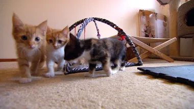 MASSIVE MAINE COON AND FOSTER KITTIES