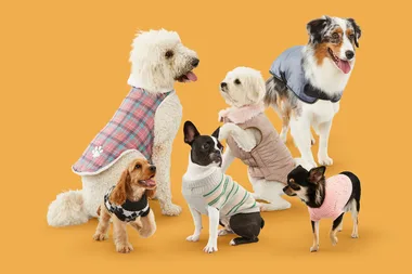 dogs wearing coats