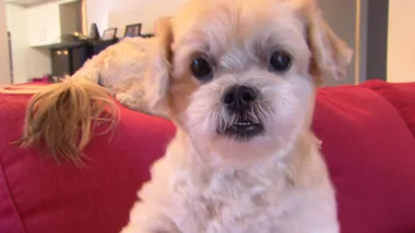 Door Jumping Maltese