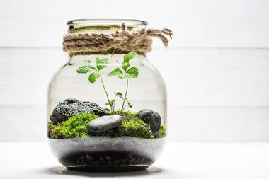 5 reasons why your terrarium is dying